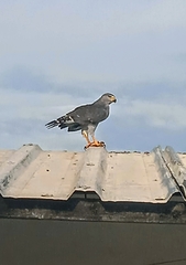 Buteo plagiatus
