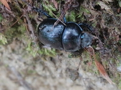 Anoplotrupes