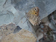 Pseudochazara pelopea