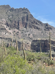 Fouquieria columnaris