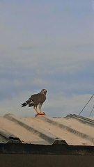 Buteo plagiatus