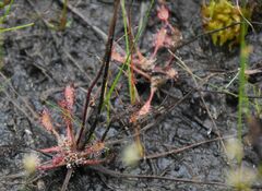 Drosera × obovata