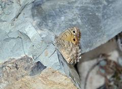 Pseudochazara pelopea