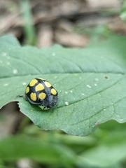 Epilachna mexicana