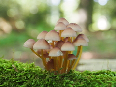 Mycena renati