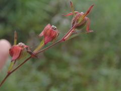 Ludwigia maritima