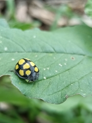 Epilachna mexicana