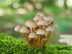 Mycena renati