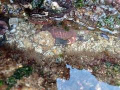 Paraxanthus barbiger