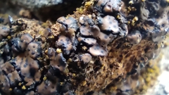 Lecanoromycetes