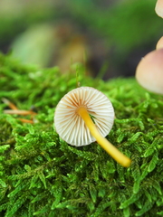 Mycena renati