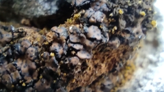 Lecanoromycetes