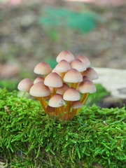 Mycena renati