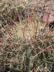 Ferocactus emoryi rectispinus