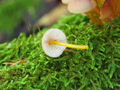 Mycena renati