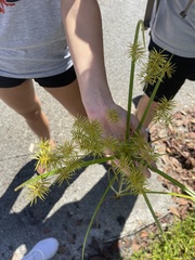 Cyperus esculentus