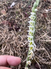 Spiranthes spiralis