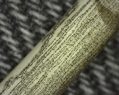 Colletotrichum liliacearum