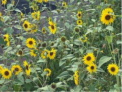 Helianthus maximiliani