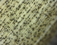 Colletotrichum liliacearum