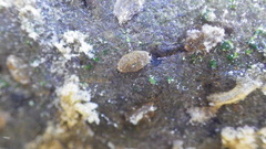 Hydroptilidae