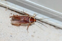 Pseudomops septentrionalis