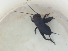 Gryllus campestris