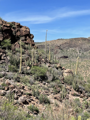 Fouquieria columnaris