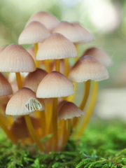 Mycena renati
