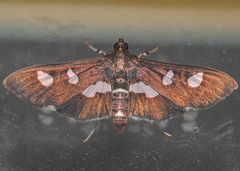 Desmia funeralis