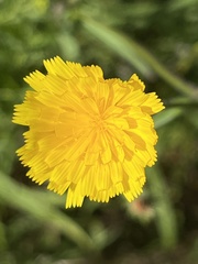 Cichorieae