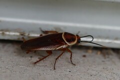 Pseudomops septentrionalis