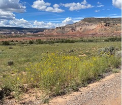 Helianthus maximiliani