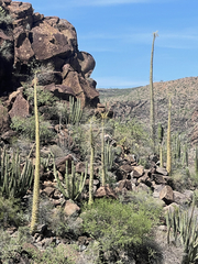 Fouquieria columnaris