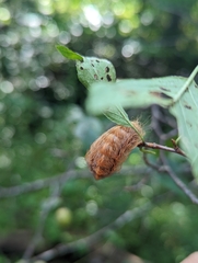 Megalopyge