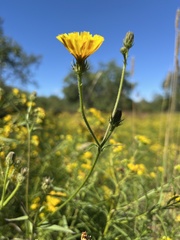 Cichorieae