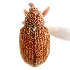 Pseudanthonomus tomentosulus