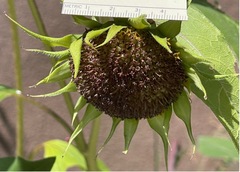 Helianthus maximiliani