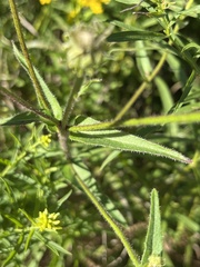 Cichorieae