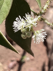 Croton ciliatoglandulifer