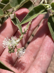 Croton ciliatoglandulifer