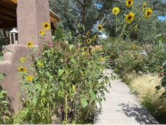 Helianthus maximiliani