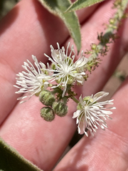 Croton ciliatoglandulifer