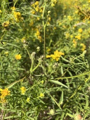 Cichorieae