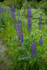 Lupinus latifolius