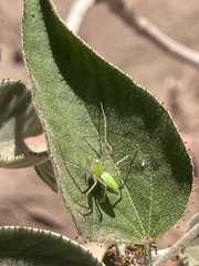 Peucetia viridans