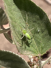 Peucetia viridans