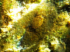 Hydroptilidae