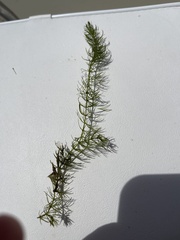 Ceratophyllum