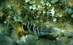 Serranus scriba